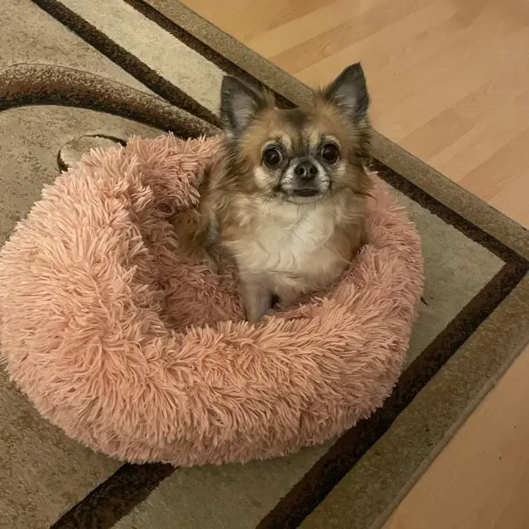 Chihuahua (Long Coat)