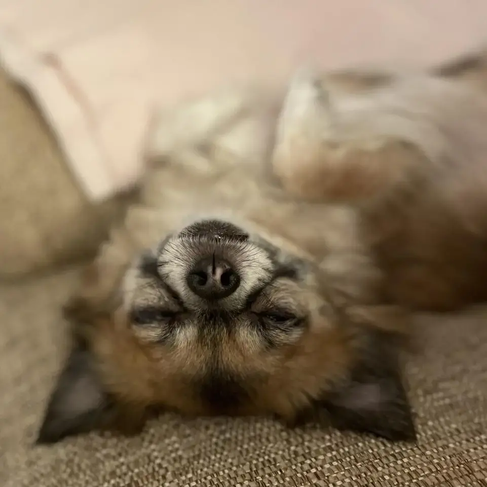 Chihuahua (Long Coat)