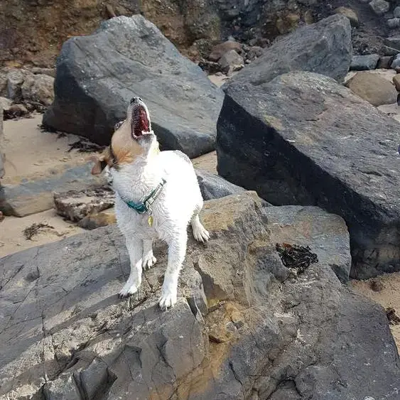 Jack Russell Terrier