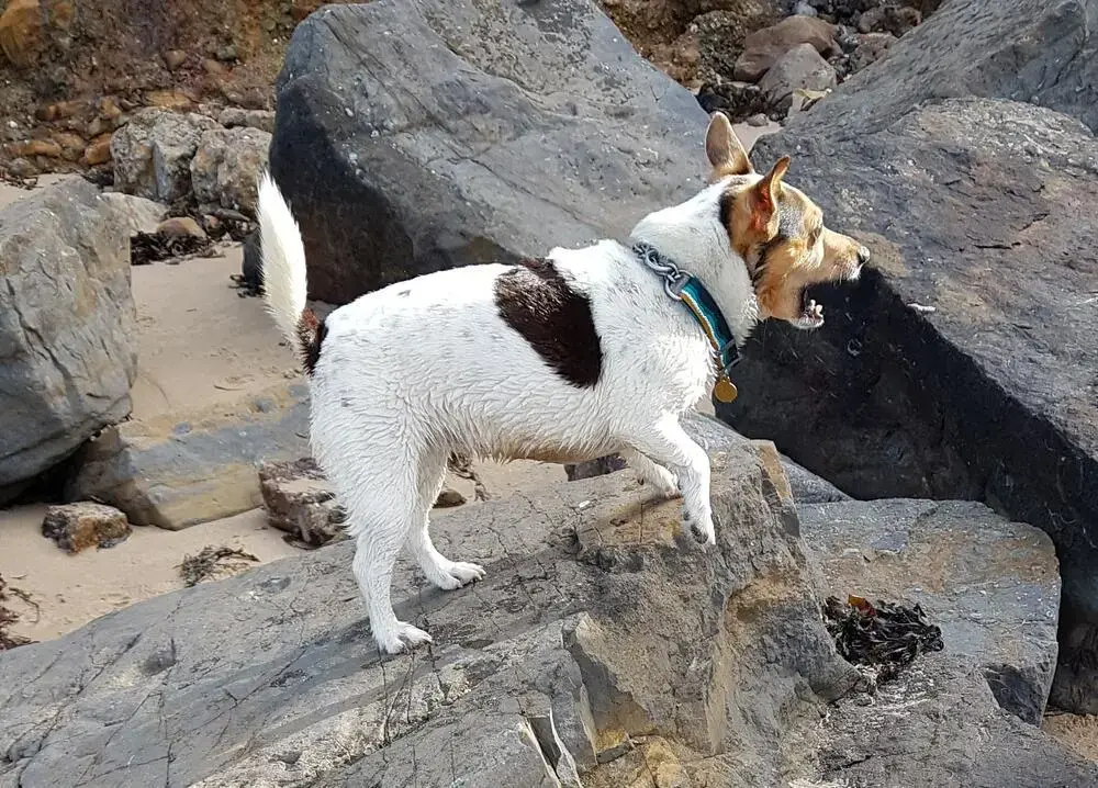 Jack Russell Terrier