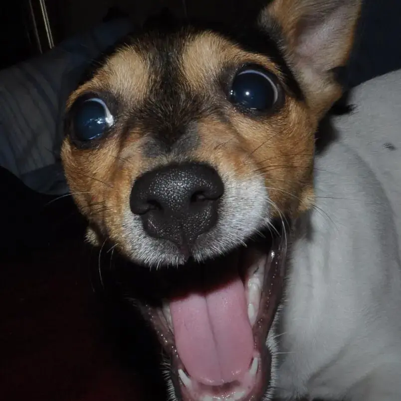 Jack Russell Terrier