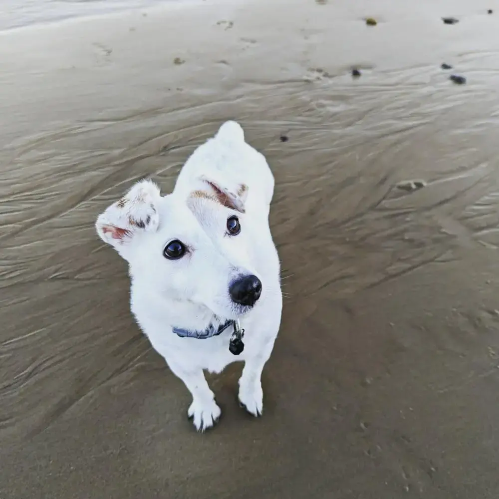 Jack Russell Terrier