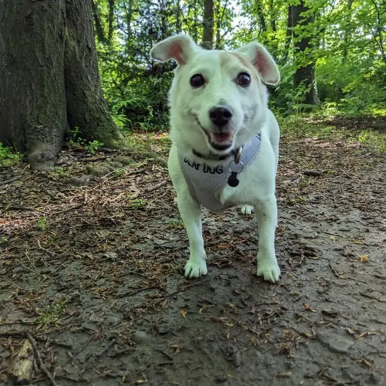 Jack Russell Terrier
