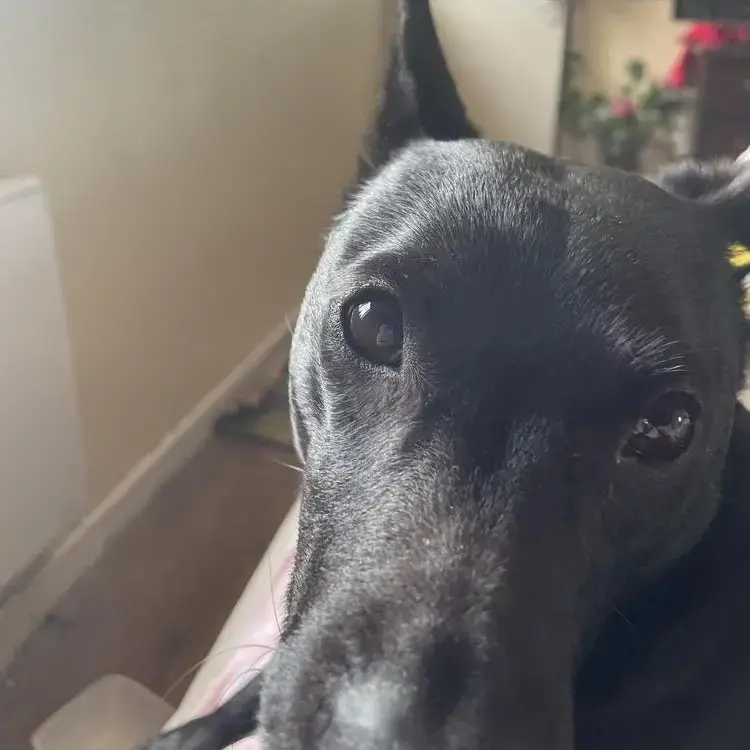 Jack Russell Terrier