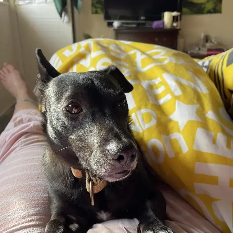 Jack Russell Terrier