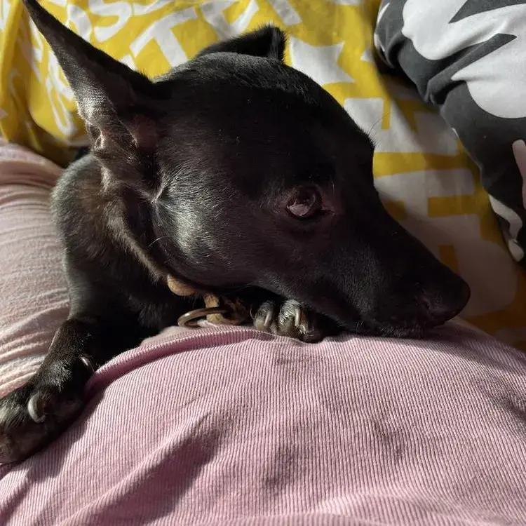 Jack Russell Terrier