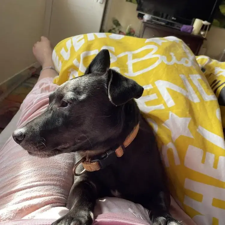 Jack Russell Terrier