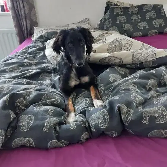 Saluki