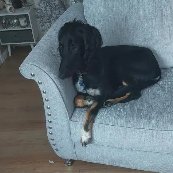 Saluki