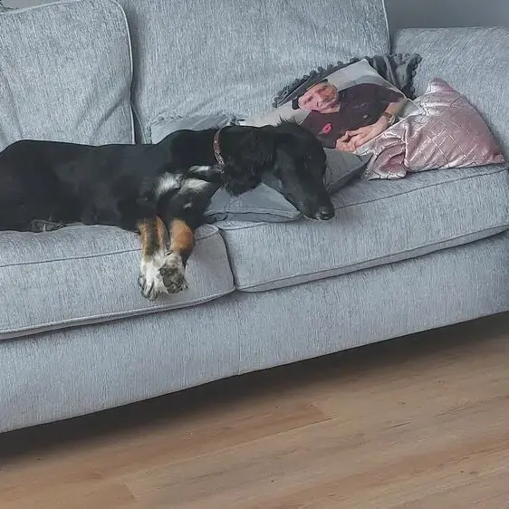 Saluki