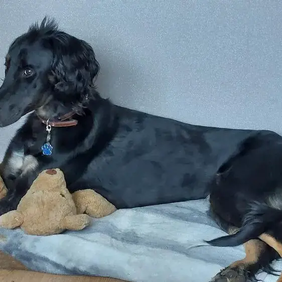 Saluki