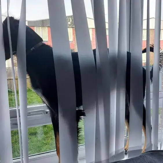 Saluki