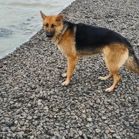German Shepherd Dog