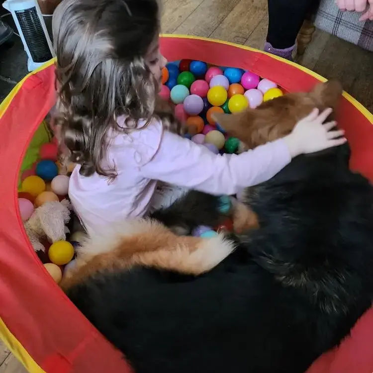 German Shepherd Dog