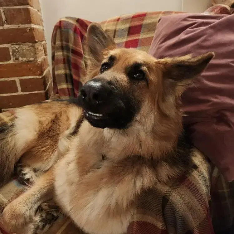 German Shepherd Dog