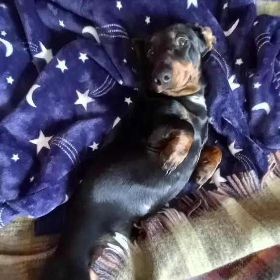 Dachshund (Smooth-Haired)