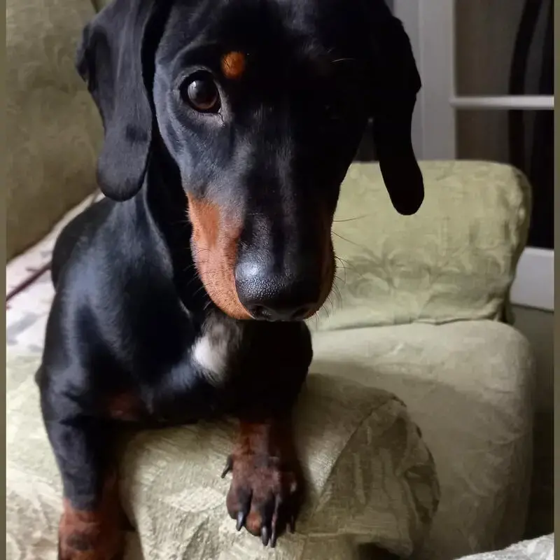 Dachshund (Smooth-Haired)