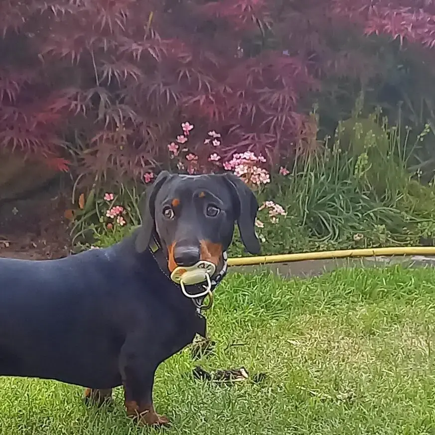 Dachshund (Smooth-Haired)