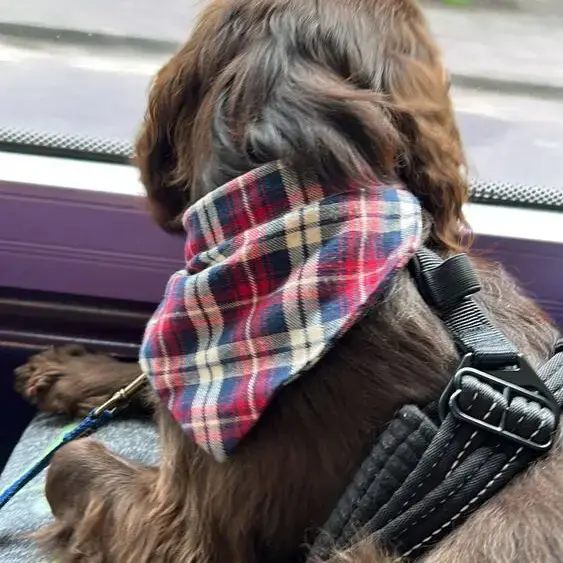 Cocker Spaniel (English)