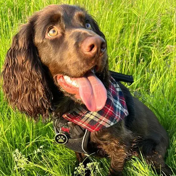 Cocker Spaniel (English)