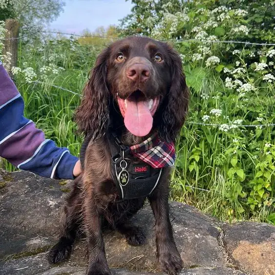 Cocker Spaniel (English)