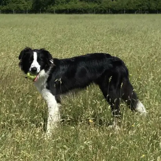 Border Collie