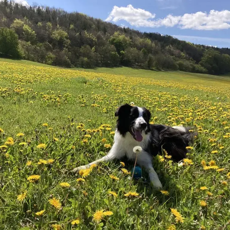 Border Collie