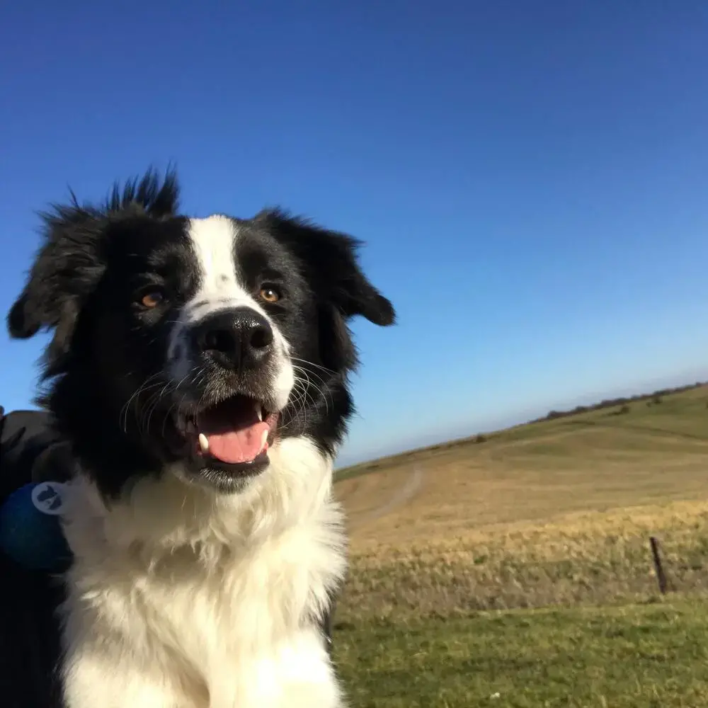 Border Collie
