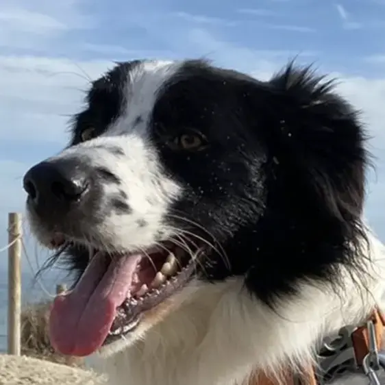 Border Collie