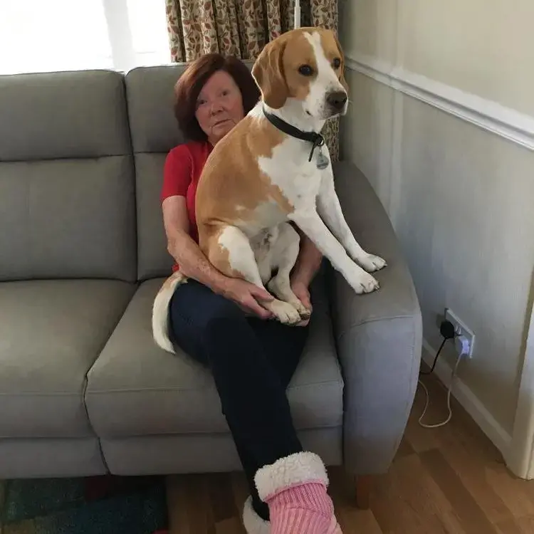 Beagle