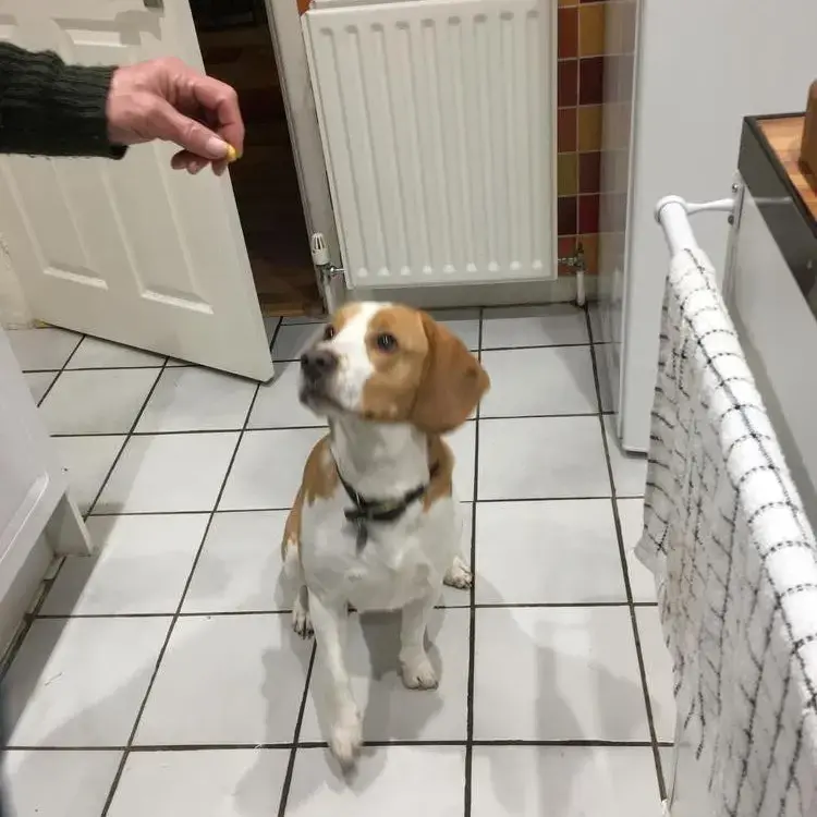 Beagle