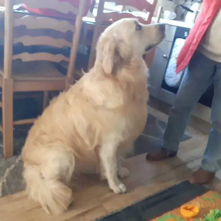 Golden Retriever