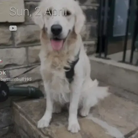 Golden Retriever