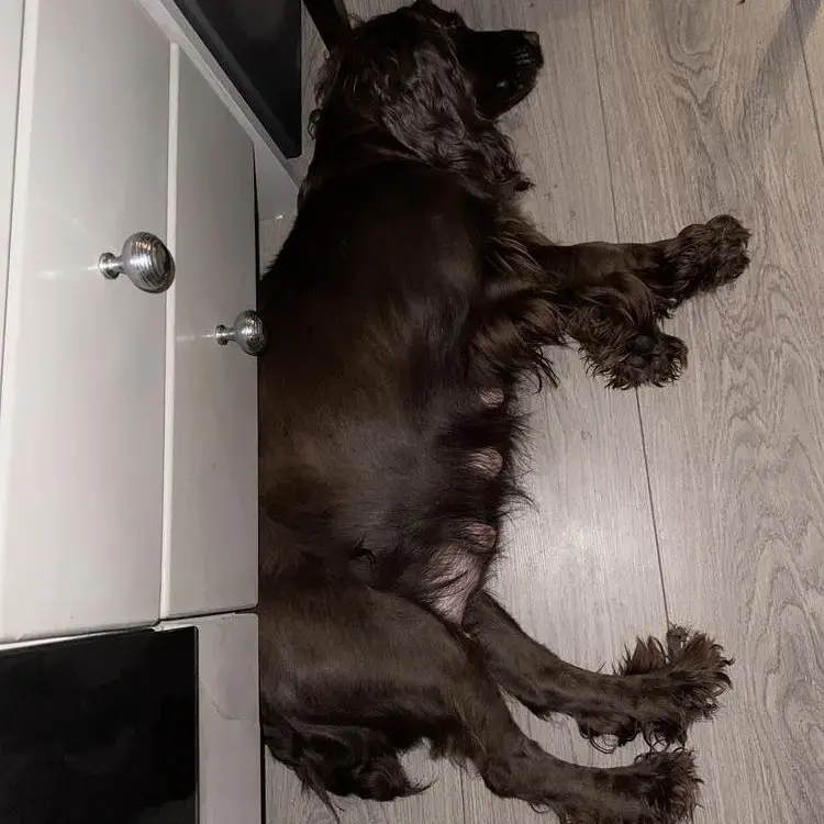 Cocker Spaniel (English)