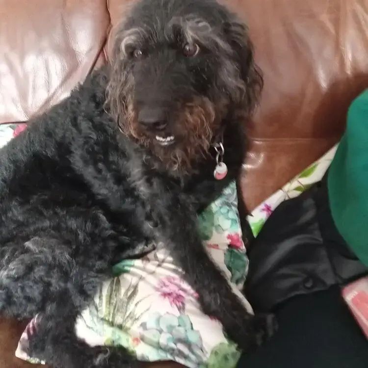 Labradoodle