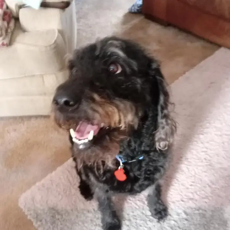 Labradoodle