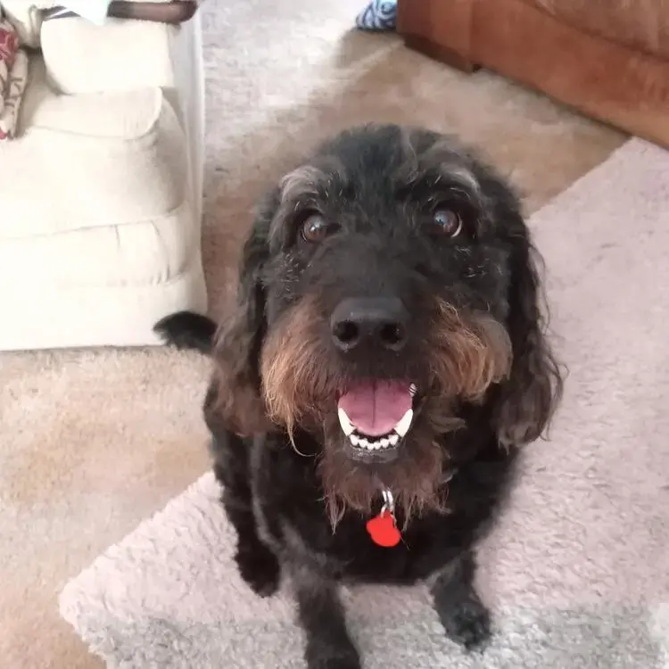 Labradoodle