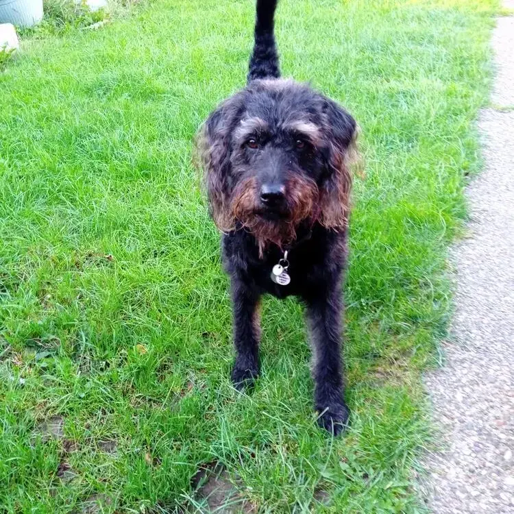 Labradoodle
