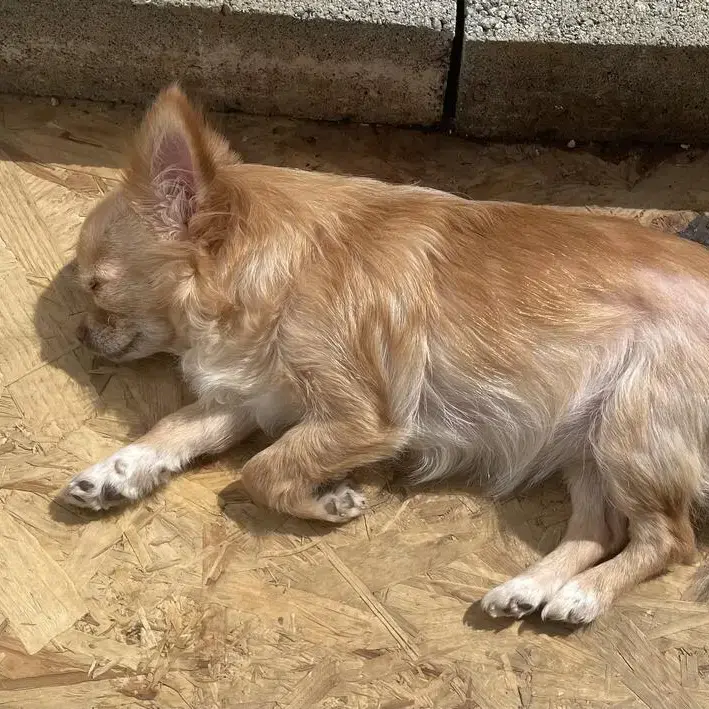 Chihuahua (Long Coat)