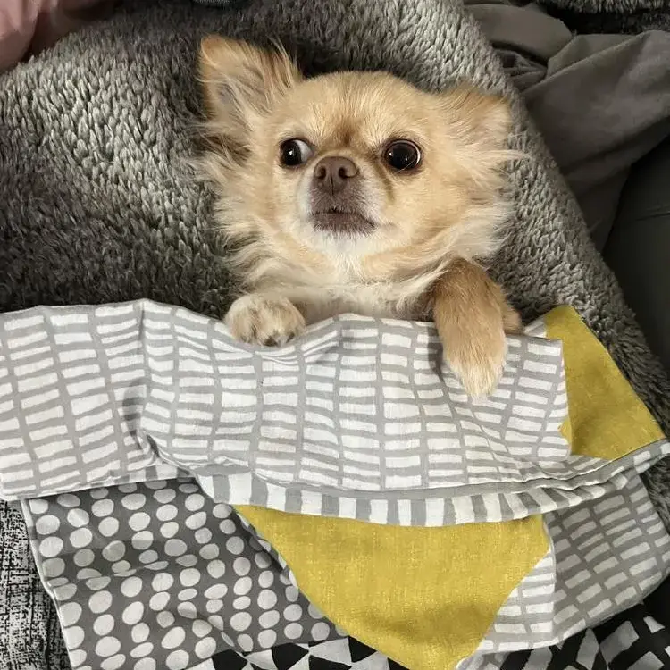 Chihuahua (Long Coat)
