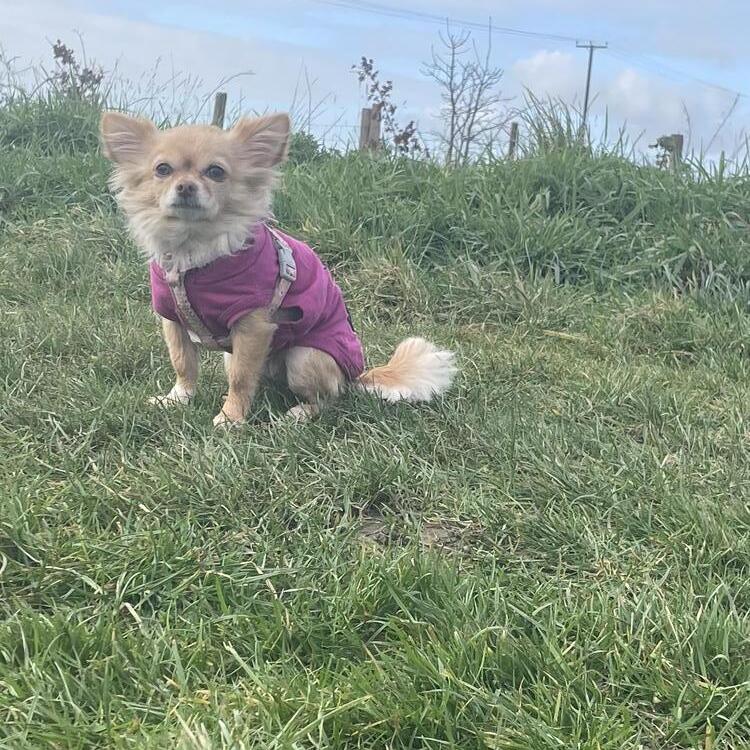 Chihuahua (Long Coat)