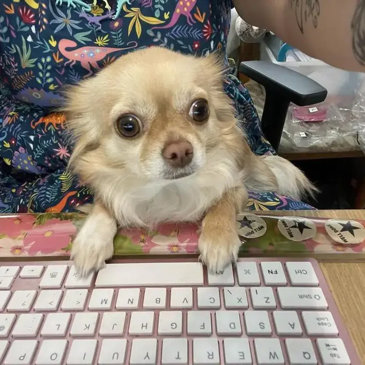 Chihuahua (Long Coat)