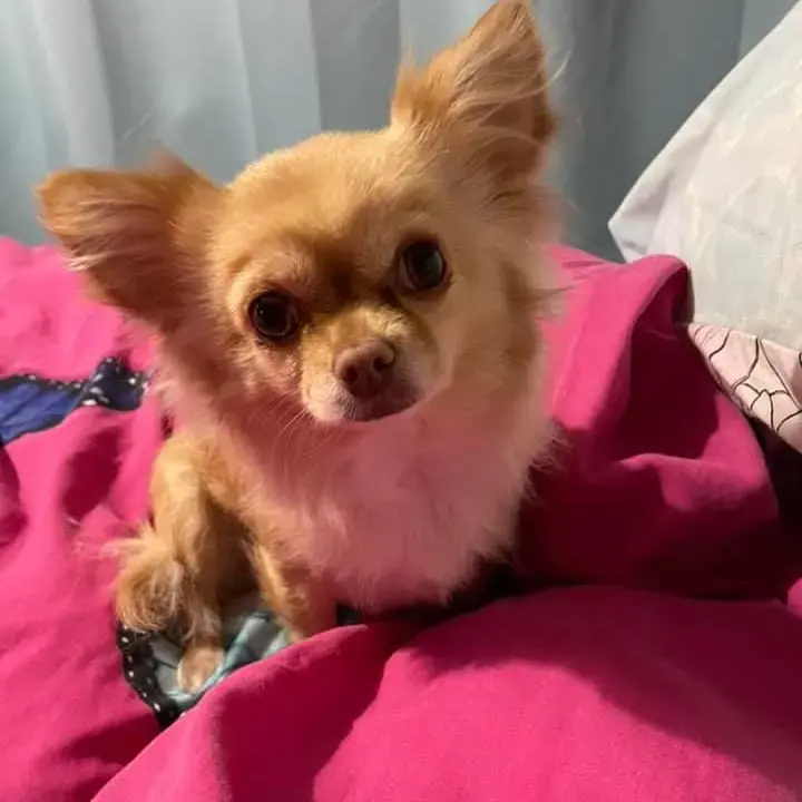 Chihuahua (Long Coat)