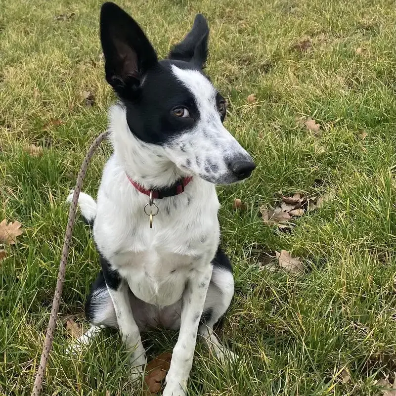 Border Collie