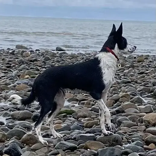 Border Collie