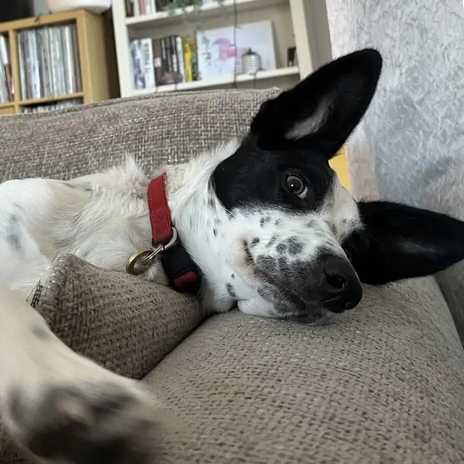 Border Collie