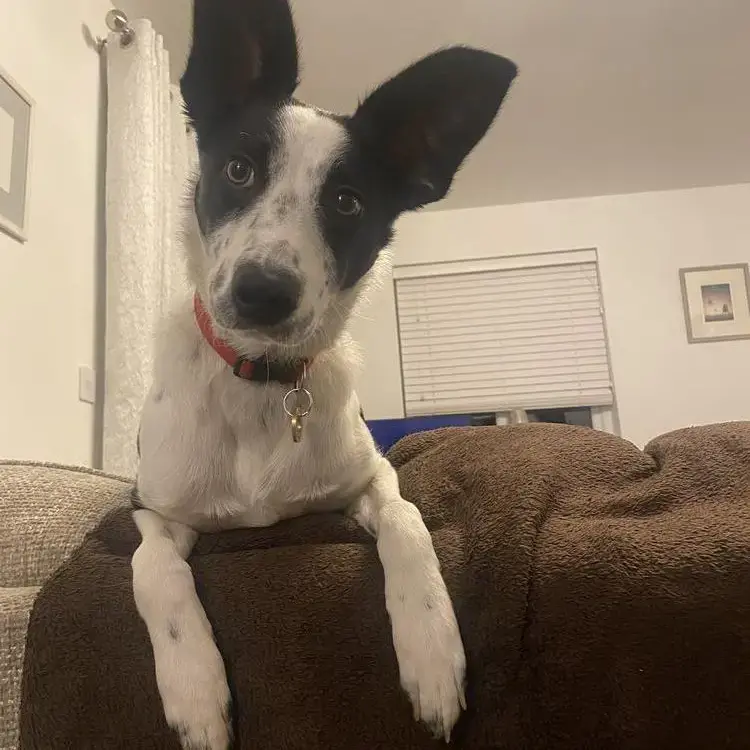 Border Collie