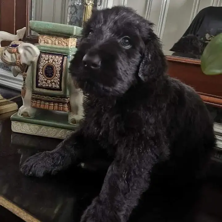 Russian Black Terrier