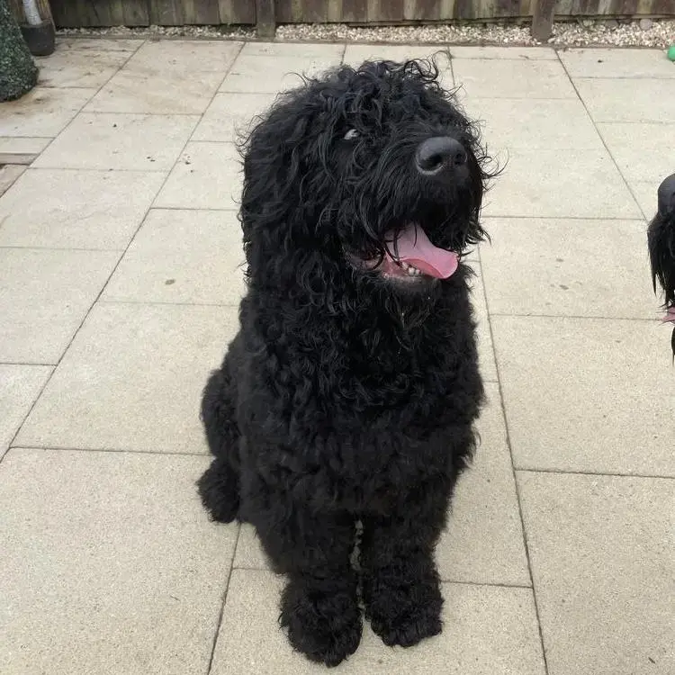 Russian Black Terrier