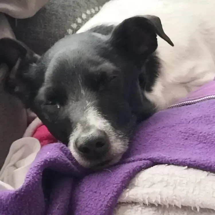 Jack Russell Terrier